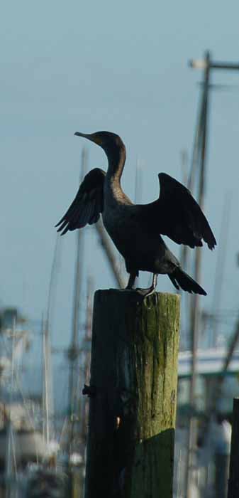 a cormorant dries is wings